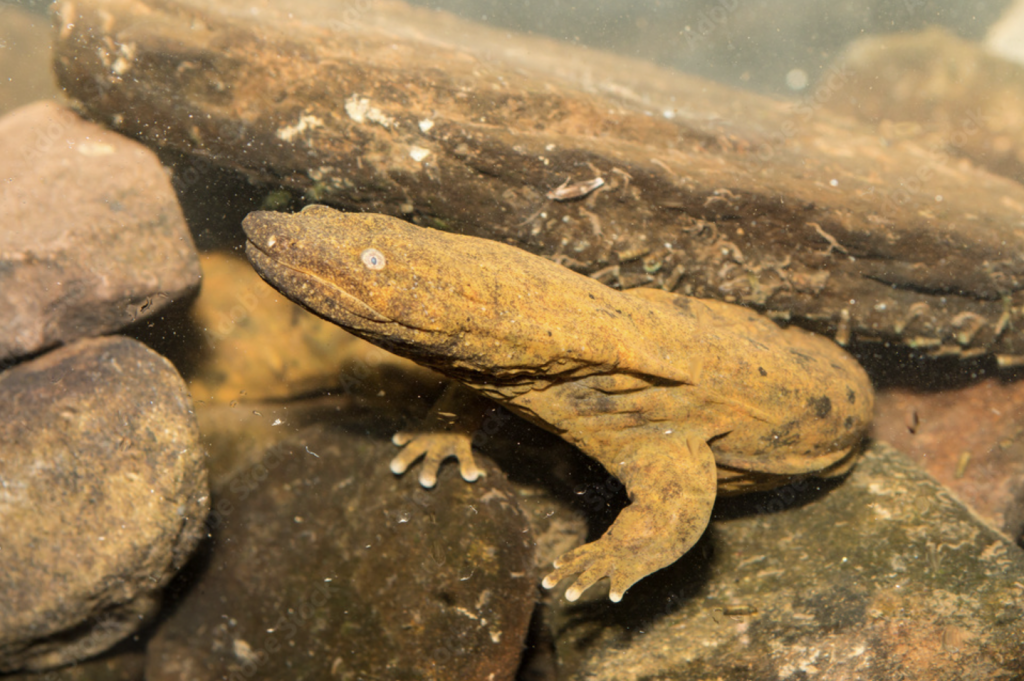 Meet the River Critters of Brevard, NC